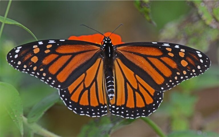 Monarchs in the Rough at Twin Eagles